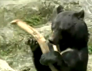 This bear from Japan was really bored so he taught himself Kung-Fu. He learned from watching Kung-Fu Panda or Star Wars Kid.  