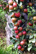 The history of our orchard is long and fascinating. Our trees grow right along the crest of the Blue Ridge, the Eastern Continental Divide. The gap on the east side, McKinney Gap, is the lowest passage through the Blue Ridge for a hundred miles.  